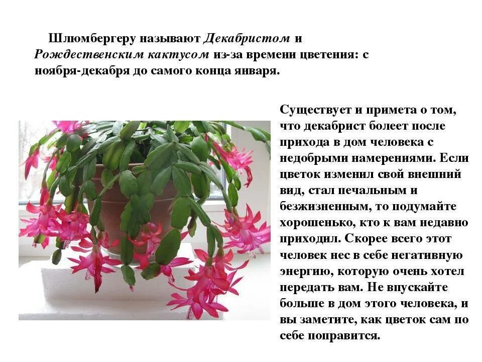 Декабрист зацвел в апреле. Цветок декабрист шлюмбергера. Растение шлюмбергера декабрист. Шлюмбергера декабрист Зигокактус. Зигокактус рождественник.