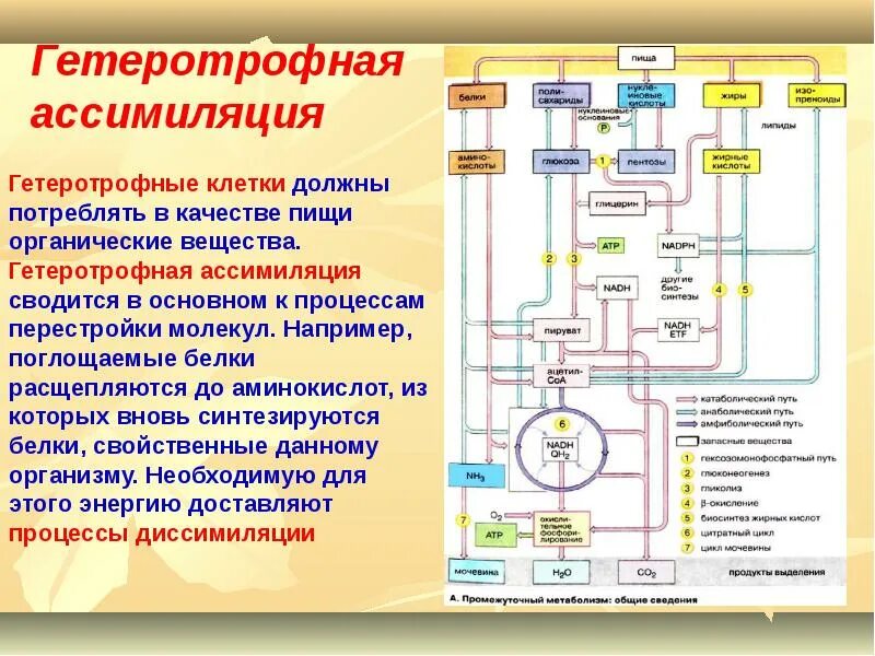 Пример процесса ассимиляции в организме человека. Гетеротрофная ассимиляция. Признаки гетеротрофной ассимиляции. Гетеротрофная ассимиляция где происходит. Ассимиляция признаки гетеротрофной ассимиляции.