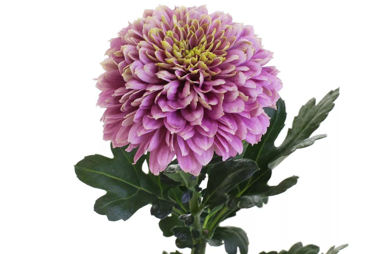 Хризантема одноголовая розовая. Хризантема одноголовая ламира. Хризантема одноголовая розовая. Хризантема одноголовая розовая. Хризантема одноголовая розовая.