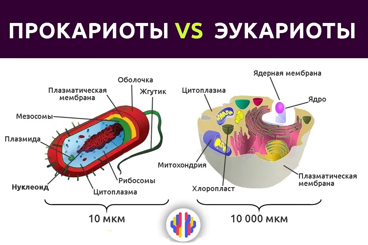 Развитие прокариот. Строение прокариотической и эукариотической клеток. Строение прокариот и эукариот. Клетки прокариот и эукариот схема. Клетки прокариот и эукариот.