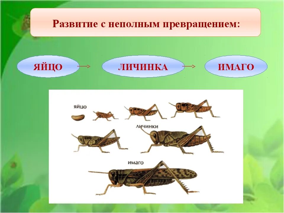 Стадия развития яйцо личинка имаго. Развитие кузнечика с неполным превращением. цикл развития насекомых с неполным превращением. развитие насекомого саранчи с неполным превращением. развитие с неполным превращением у насекомых.