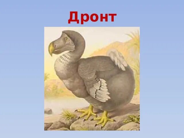 Дронт придворный 6. Маврикийский дронт. дронт красная книга. маврикийский дронт описание.