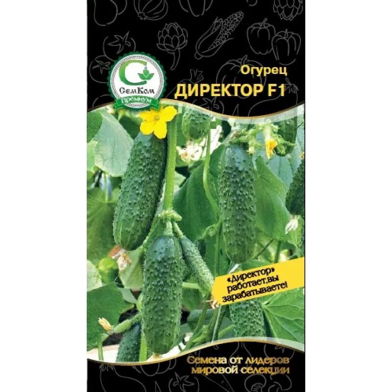 Огурец директор f1 сибирский. Огурцы сорта директор отзывы. Огурец сорта директор f1. Огурец маша f1. Огурец пасалимо f1.