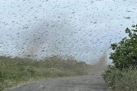 Видео комаровых