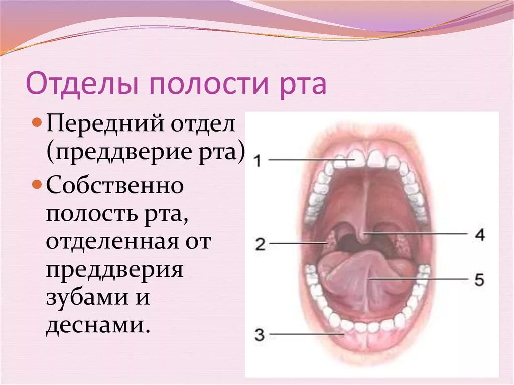 Содержимое полости рта