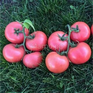Пинк хорн характеристика и описание отзывы фото