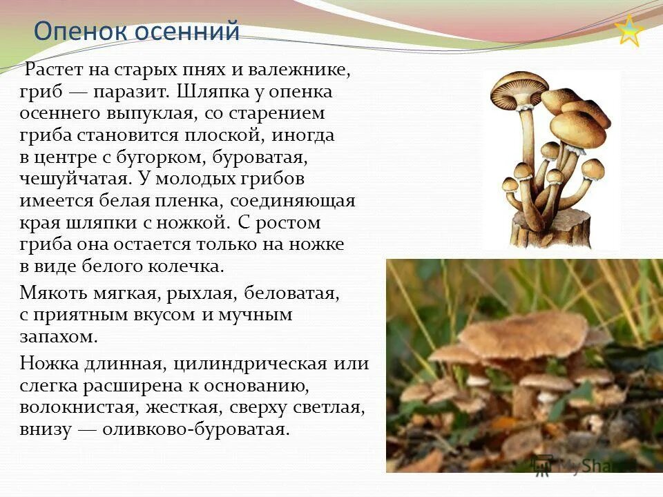 Определите тип питания опенок осенний. Гриб паразит опенок осенний. шляпка снизу тёмная опенок. ядовитый двойник опенка осеннего. опёнок осенний паразитические грибы.