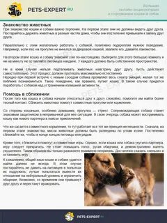 Как подружить собаку с кошкой