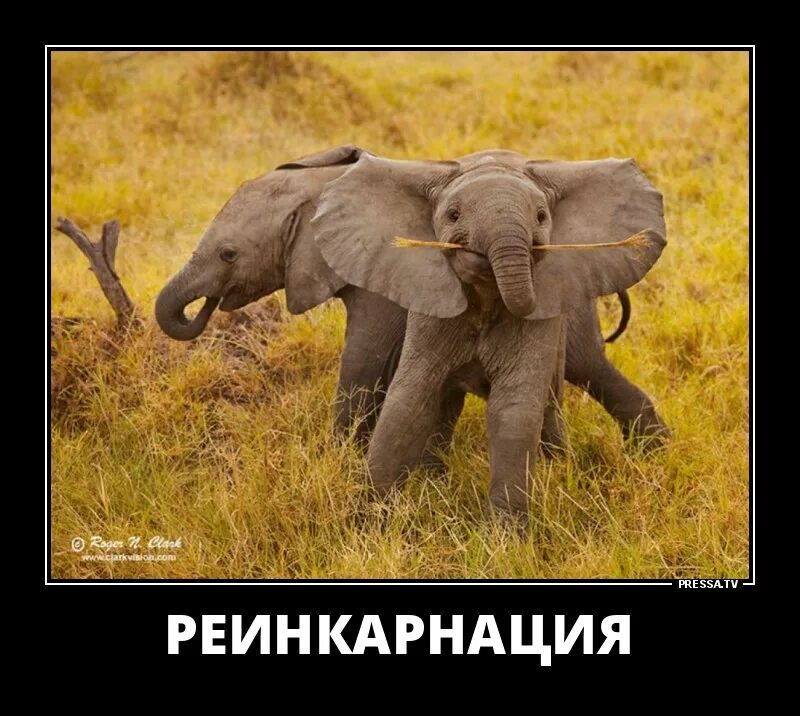 Считать слоников перед сном. Слон думает. Считаем слонов. Я считал слонов и в нечет. Слоны воспринимают людей милыми.