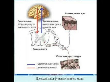 Нервный центр физиология