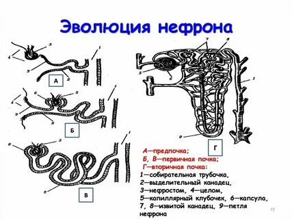 Две туловищные почки