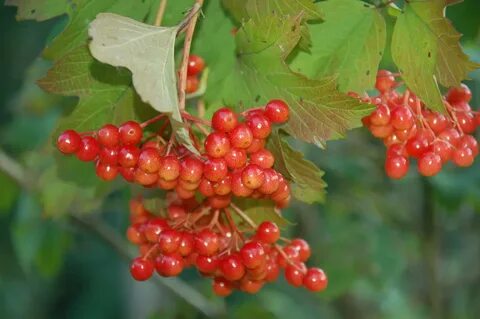 Какая калина красная