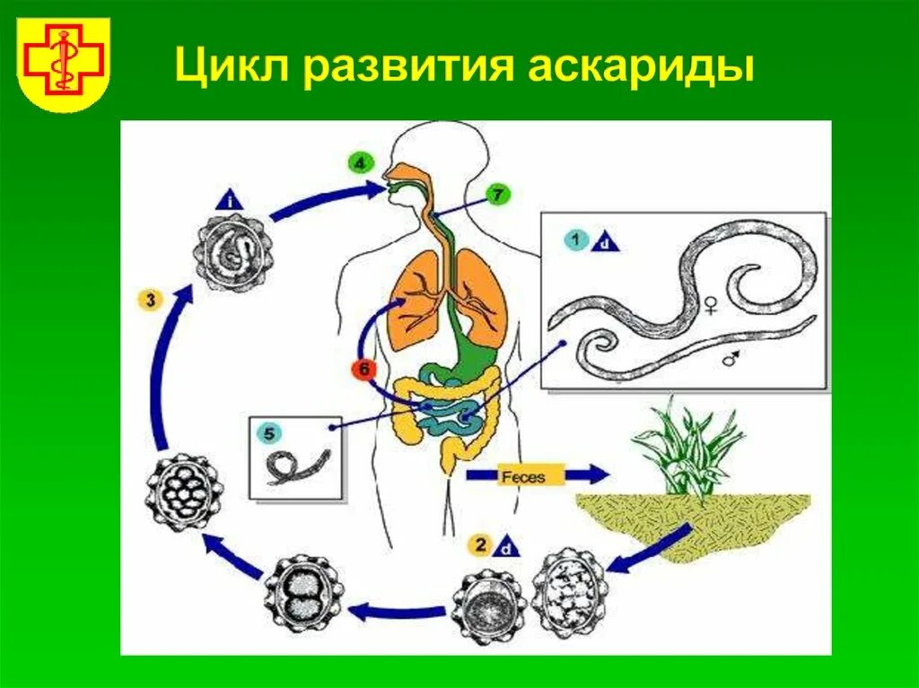 Жизненный цикл аскариды схема