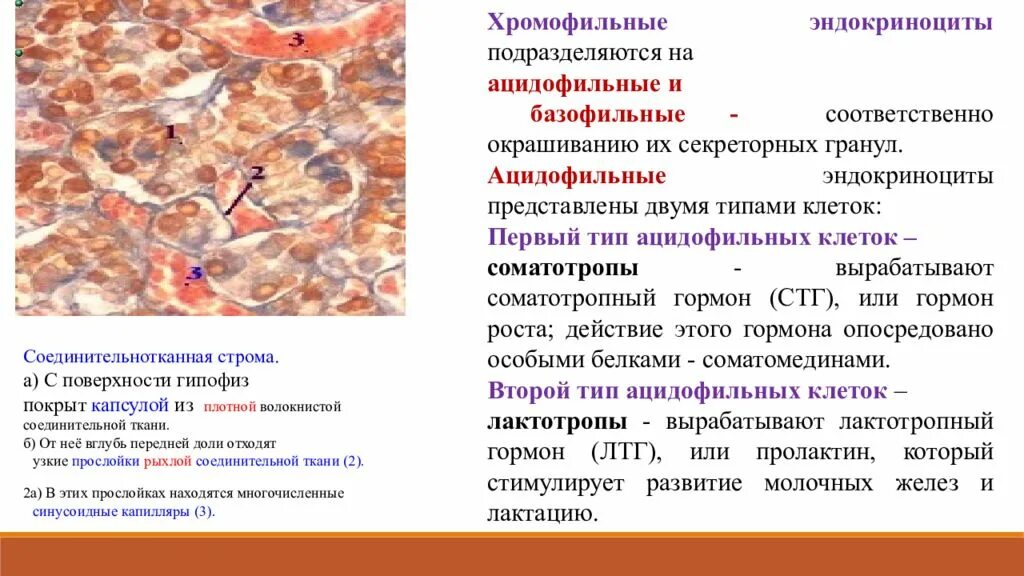 Соединительной ткани паренхима Строма. Гистология аденогипофиза. Базофильные клетки передней доли гипофиза и их гормоны.