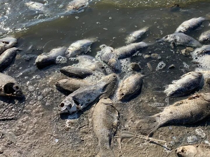 Мертвая рыба на берегу. Массовая гибель рыбы. Массово гибнут