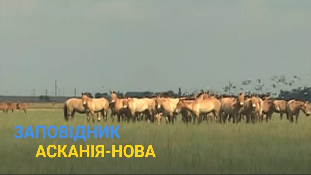 Аскания нова заповедная степь. Аскания нова. Аскания нова херсонская область. Аскания-нова заповедник животные. Биосферный заповедник аскания-нова.
