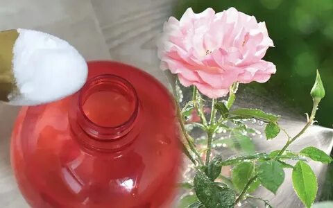 Розе нужна вода
