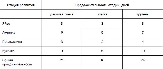 Через сколько выходит матка