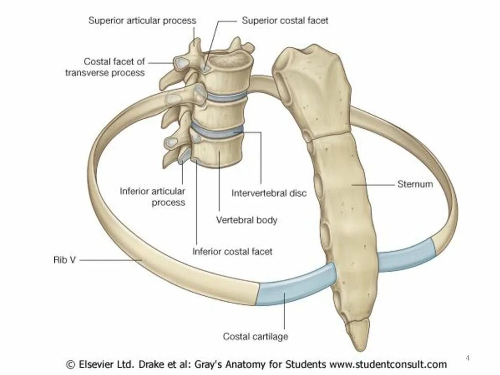 Реберно грудинное сочленение анатомия. Реберно-позвоночные суставы. Суставы ребер. Соединение ребер с позвонками.