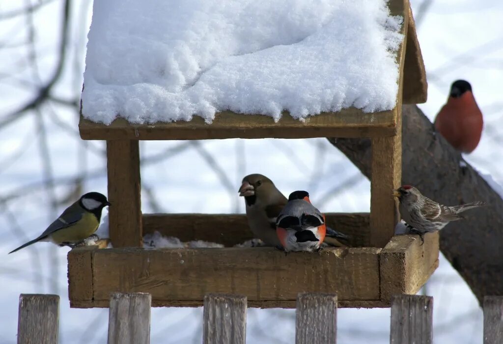 Пернатые гости кормушек. Птичья столовая. Столовая для зимующих птиц. Птицы на кормушке в высоком качестве. Птицы средней полосы зимой у кормушки.