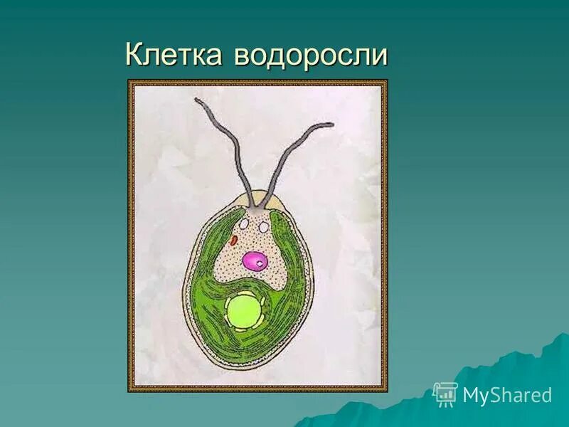 Клетка зеленой водоросли. Пиреноиды у водорослей. Хроматофор у хламидомонады. Клетка водоросли содержит. Строение хроматофора у водорослей.