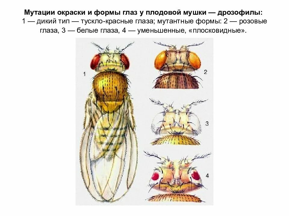 Мутации дрозофилы полосковидные глаза. Дрозофила Меланогастер мутации. Форма глаз у дрозофилы мутация. Дикий Тип плодовой мушки дрозофилы. Мутации дикого типа