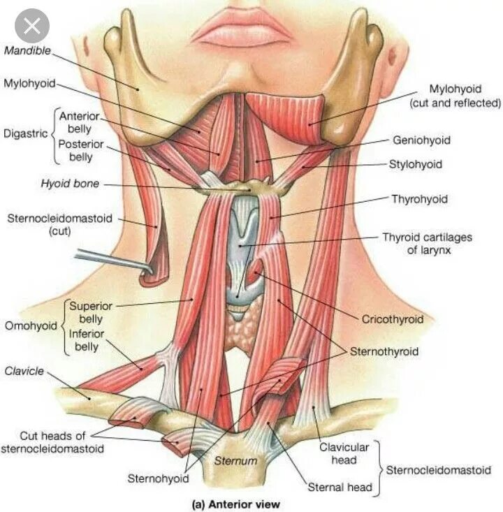 Шея снизу. Анатомия шеи человека гортань. Строение шеи и горла спереди у мужчин. Строение шеи человека и горла. Анатомия человека шея и горло.