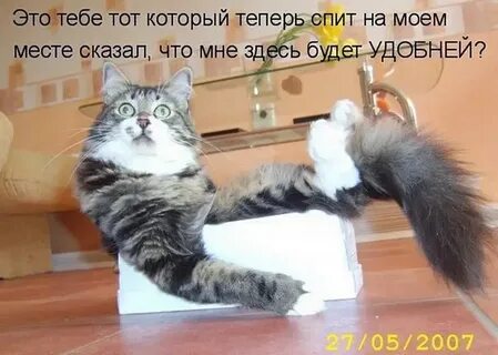 Коты с прикольными надписями
