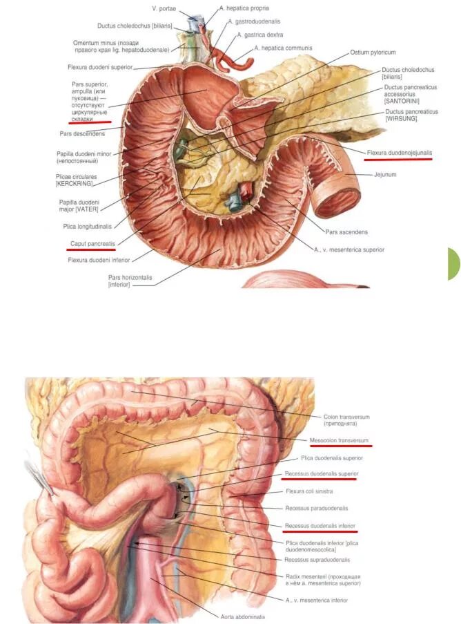 Части и изгибы 12 перстной кишки. Верхняя 12 перстная складка. 12 Перстной тощекишечный изгиб.