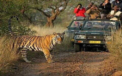 Wildlife meaning