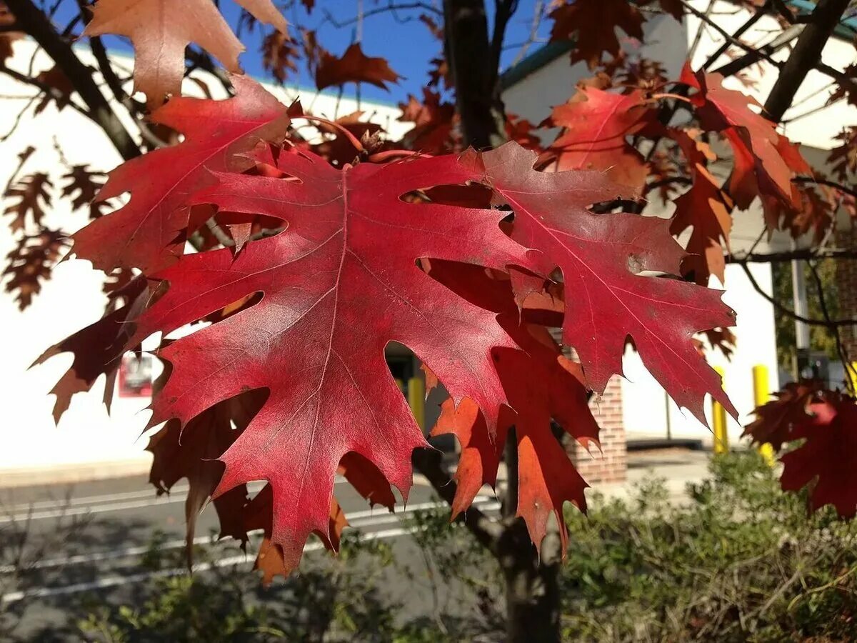 Дуб красный Quercus rubra. Дуб красный, Северный Quercus rubra. Канадский остролистный дуб. Клён канадский краснолистный. Красно черешчатый дуб