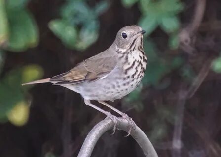 Hermit Thrush (24546099967).jpg. 