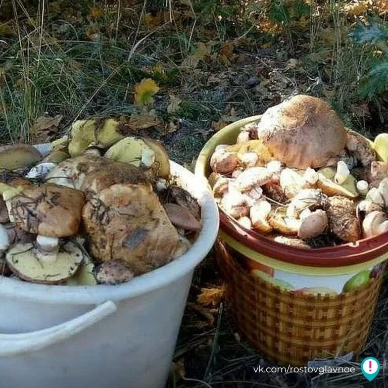 Ростовские грибники. Ростовские грибники. Ростовские грибники. Грачики ростовская грибы. Ростовские грибники.
