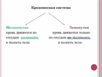 Незамкнутая и замкнутая кровеносная система разница