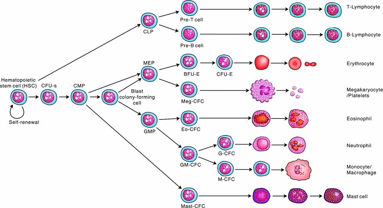Схема кроветворения стволовая клетка. Дифферон клеток крови. Схема дифференцировки клеток крови. Дифферон гемопоэза.