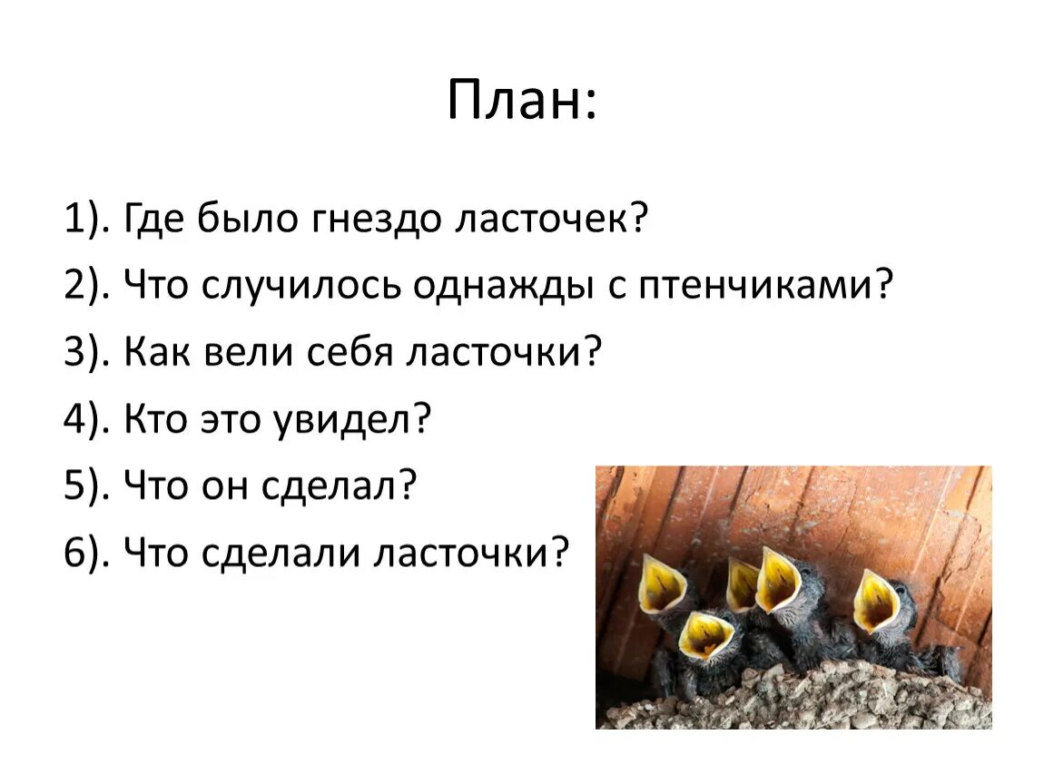 Удивительное щелканье заботятся о птенчиках ловкая обезьяна. Изложения гнездо ласточки 2 класс школа России. Изложение гнездо ласточек. Гнездо ласточек изложение 2 класс. План к изложению 2 класс ласточки.