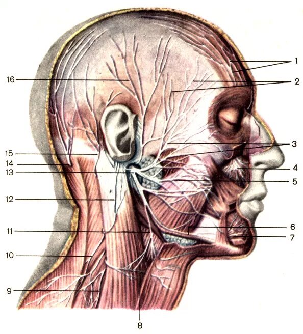 Анатомия головы и шеи тройничный нерв. Анатомия головы человека тройничный нерв. Задняя ушная ветвь лицевого нерва. Нервы лицевой области