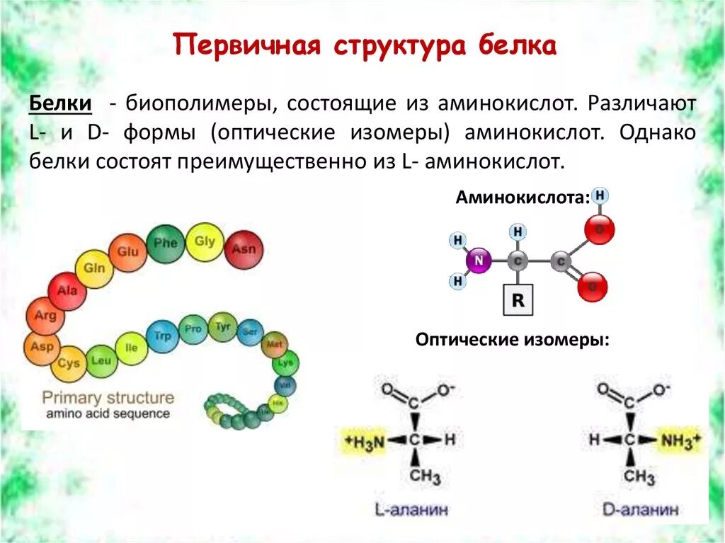 Строение белков мономеры. Первичная структура белка аминокислоты. Первичная структура белка. Строение белков первичная структура. Первичная структура белковых молекул.