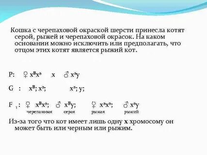 От черепаховой кошки родилось