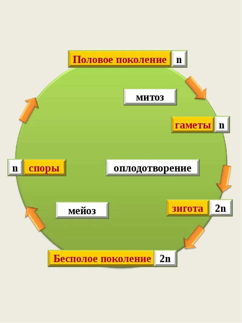 Половое поколение представлено. Циклы растений ЕГЭ. Половое поколение растений. Половое поколение преобладает в цикле развития. Цикл растений схема.