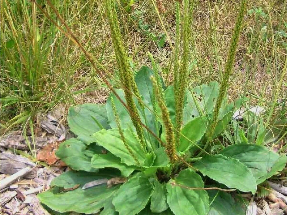 Трава в полный рост. Подорожник блошный. Подорожник ( Plantago Major). Plantago Psyllium. Подорожник большой Plantágo Májor.