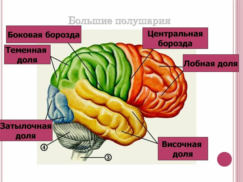 Лобную долю от височной отделяет