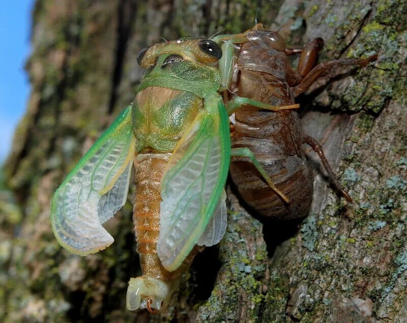 Какой тип развития характерен для цикады. Кокон цикады. Личинка цикады. Линька цикады. Куколка цикады.