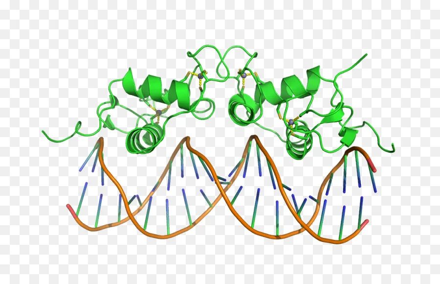 Домен белки. ДНК связывающие домены. Домены в белках. Целлюло связывающий домен.