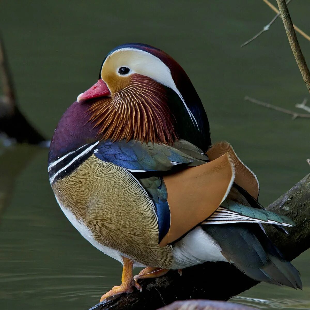 Какая утка мандаринка. Утка мандаринка. Утка мандаринка. Утка мандаринка самка. Утка мандаринка красная.