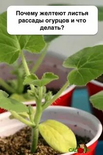 Желтеют листья у огурца на подоконнике