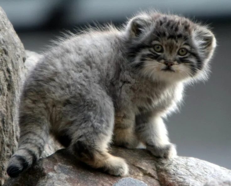 Купить котенка манула в москве цена фото I Just Discovered Manul Cats And Now My Heart's Beating Really Fast And My Palms