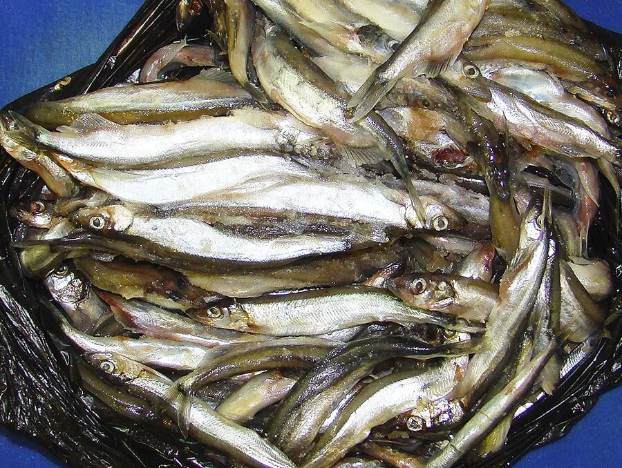 Мойва охотское море. Река большая мойва. Уёк рыба сахалин. Корюшка уёк. Мойва холодного копчения.