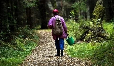 Собираемся и идем в лес