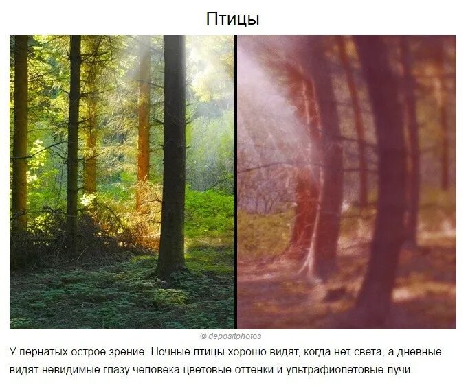 Мир глазами дальтоника протанопия. Как видит лошадь окружающий мир. Как выглядит мир глазами. Как видят мир дальтоники. Как видят мир кошки.